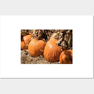 Picking Pumpkins Posters and Art